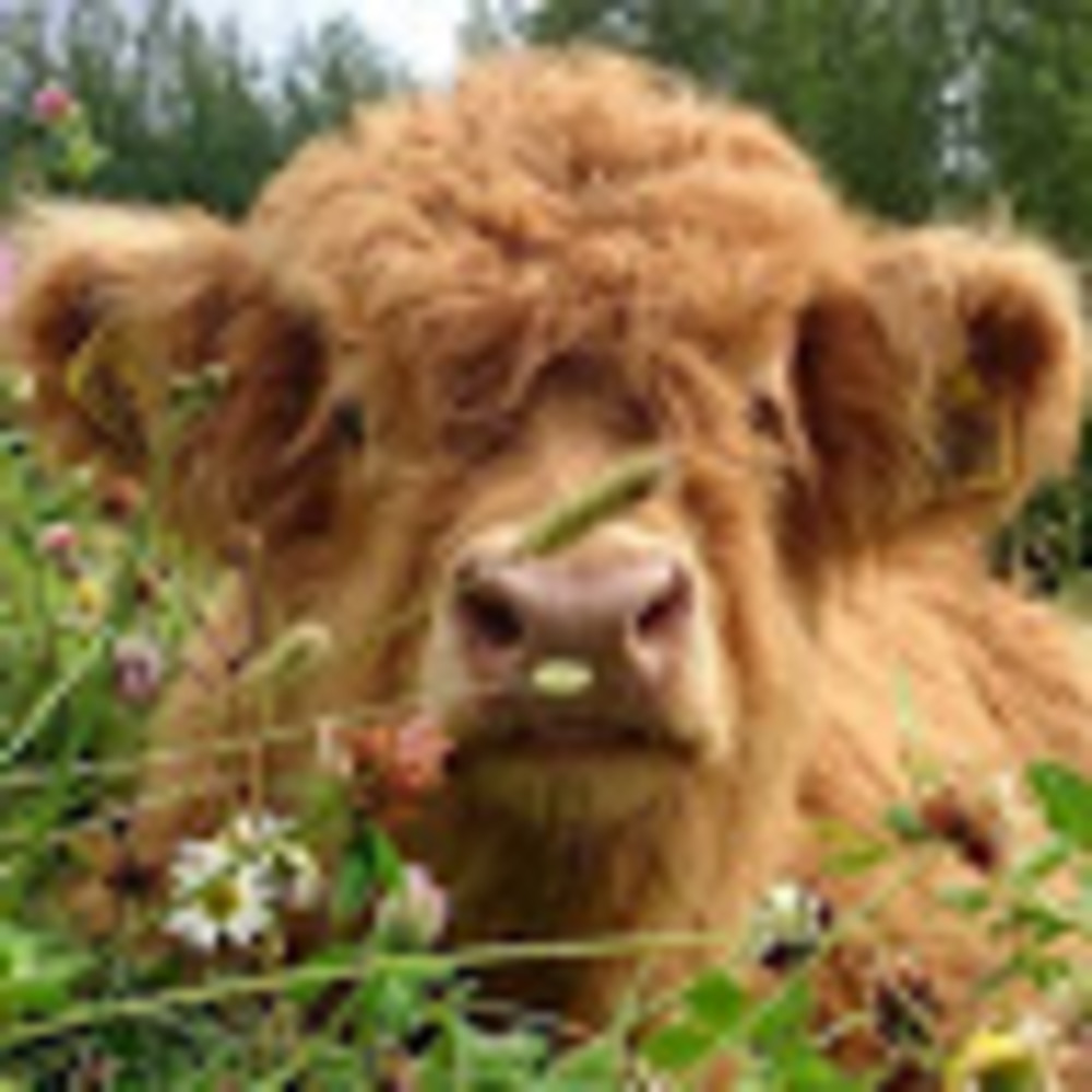 Meet your Posher, Morris and beau